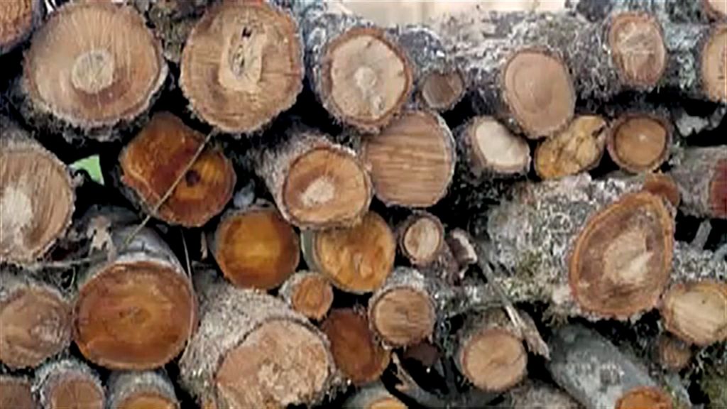 Vídeo: La biomasa es la energía renovable más utilizada en Euskadi | ORAIN