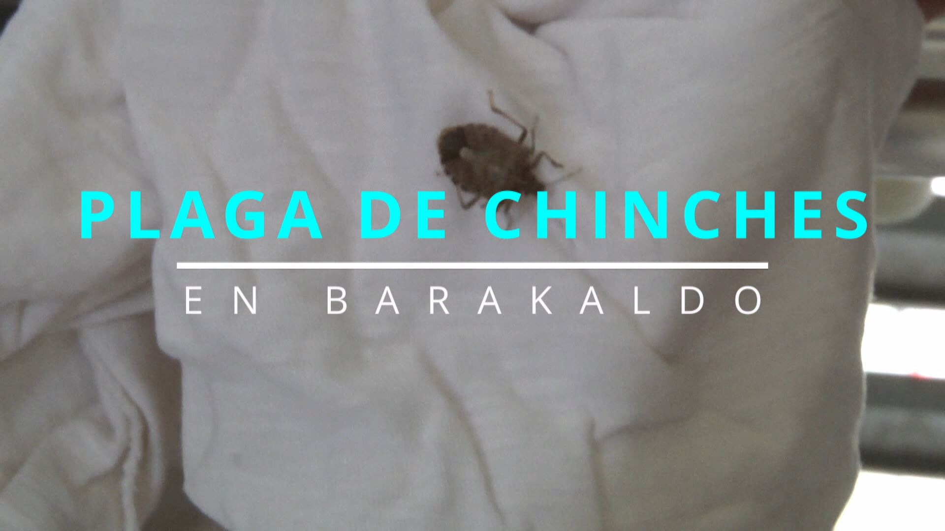 Vídeo: Plaga de chinches en Barakaldo 2023: Los vecinos denuncian que ...