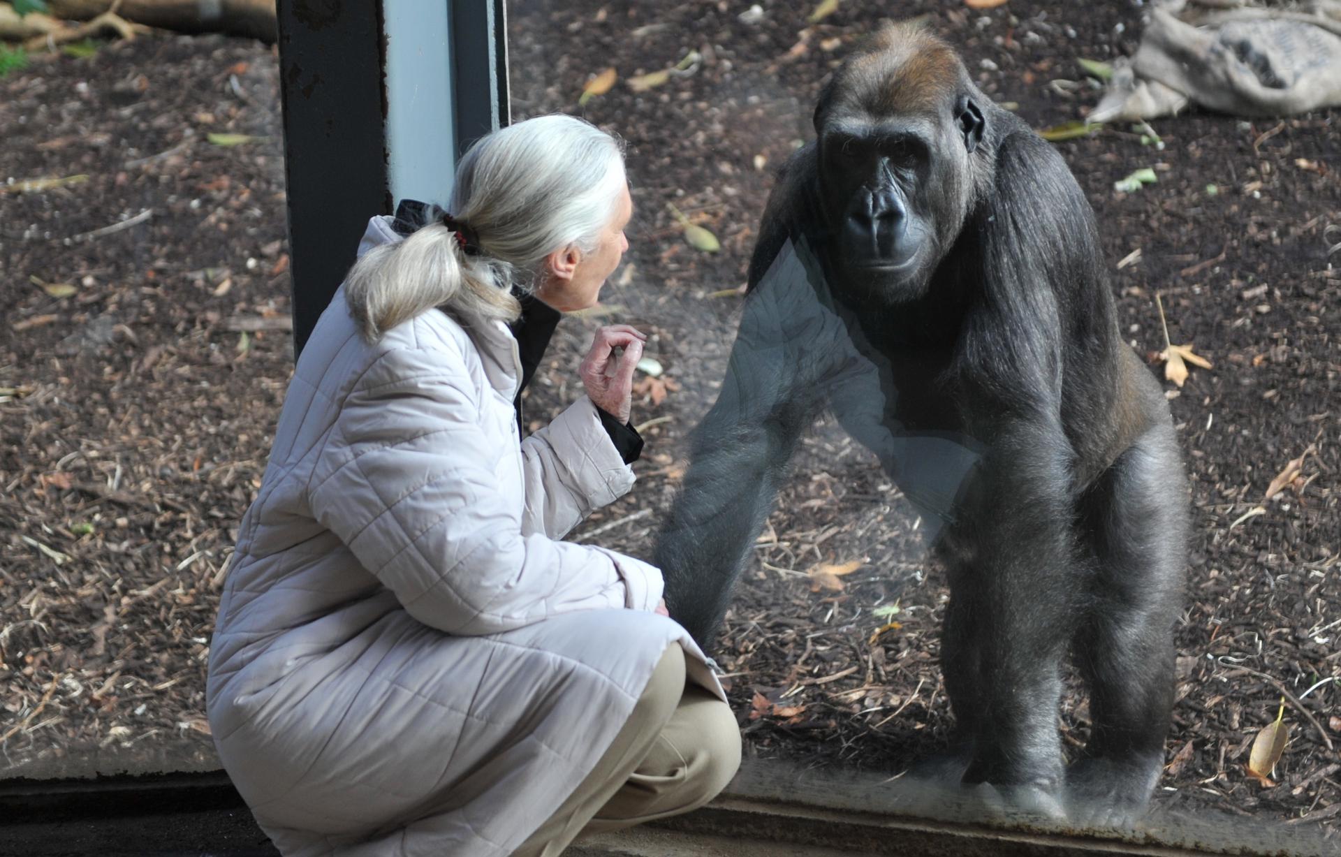 Jane Goodall hil da, primatologo, etologo eta antropologo britainiarra ...